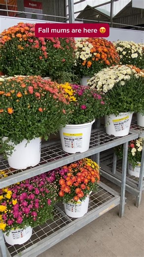 6.6K views · 91 reactions | Bring the colors of fall to your home. Now available in the garden center at your local Menards. #fallmums | Menards | Facebook