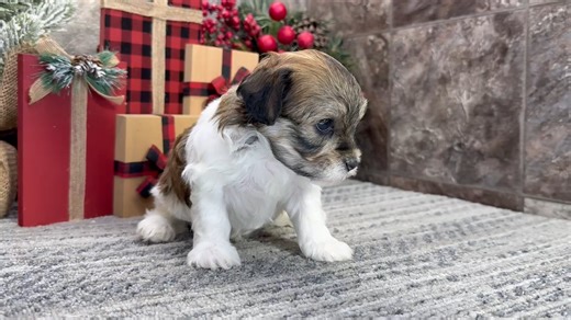 Havanese puppy for sale