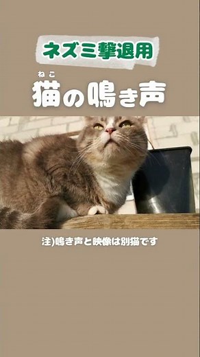 ネズミ撃退用 猫の鳴き声｜デブ猫映像 1ぴき目