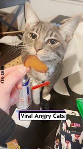 Viral Angry Cats | FikShun Stegall