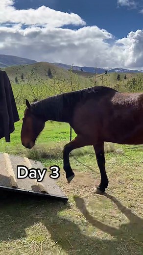 Float training with Moose 😎#howdidigofromthistothis #horsesoftiktok #horse #equestrian #float #floattraining #horsemanship #horsegirl #equine #foryoupage #foryou #fyp