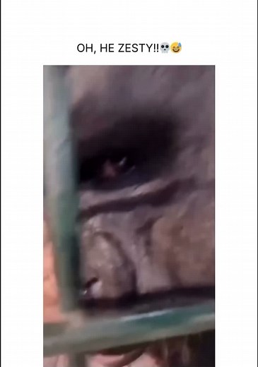 I never expected this #funnyvideo #monkey #animals #funnyanimals #funny #laugh #trending #banter #fyp #foryou #zoo #banterpage #trynottolaugh