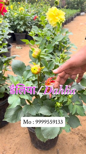 Green Heaven Plantscape on Instagram: "Big Size Dahlia is Back This Winter! 🌼 This winter, bring home the showstopper of every garden — Dahlia! Bright colors, giant blooms, और आपकी garden beauty को 10x बढ़ाने वाला perfect winter flower! अगर आप big size Dahlia plant ढूंढ रहे हैं, ये season का सबसे demanded plant है। Gardening lovers, this one is a must-have! Dahlia plant, winter flower, big size dahlia, gardening #dahlia #winterflower #gardeninglove #bigbloom #indiagardening"