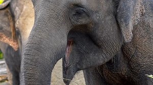 Asian Elephant Elephas Maximus Eating Twigs Stock Footage Video (100% Royalty-free) 1019173963 | Shutterstock