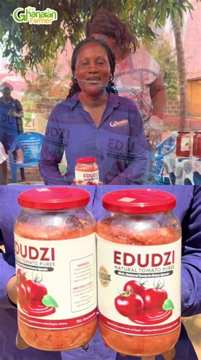 🍅💰 While some farmers sell tomatoes for peanuts, smart women in Anloga are turning theirs into tomato purée for bigger money! 😳🔥 Why sell cheap when you can add value and earn more? 🔥 Support these hardworking women! 📞 Call 0550435303 to order now! #TheGhanaianFarmer #TomatoPuree #Agribusiness