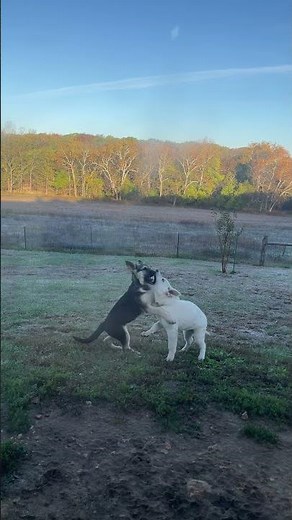 14 week old AKC German shepherd puppies Sylvia and Betsy