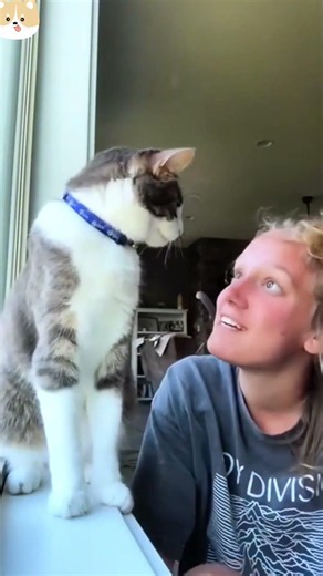 Raw Daily Footage Of Cats And Dogs Living Together 🎬 #Dogs #Funny #Cute #Shorts #Pets