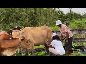 Country living/ Black Bush Polder Guyana.Visiting families/Guyana series