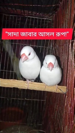 White Java Bird– সাদা জাবা পাখির Nature Vibes #জাবাপাখি #javabirds #java #birds #petbird #cutebird