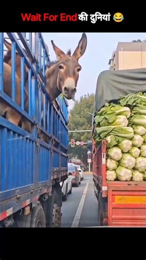 animal ke funny video wait for twist #funnyshorts #animal video