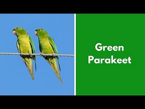 Green Parakeets in the United States? Everything You Need to Know