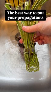 41K views · 3.1K reactions | Ever had your propagation that you...