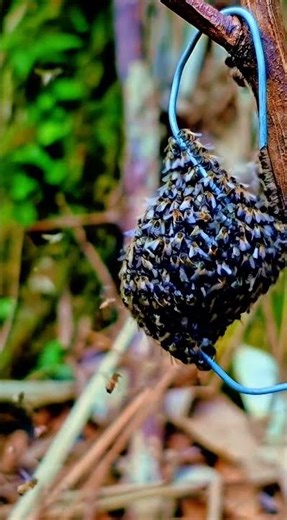Queen Bee Trapped | Bees have an awesome connection| Bees Alliance Explained