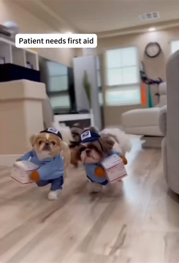 Happy Halloween Celebration with Dogs