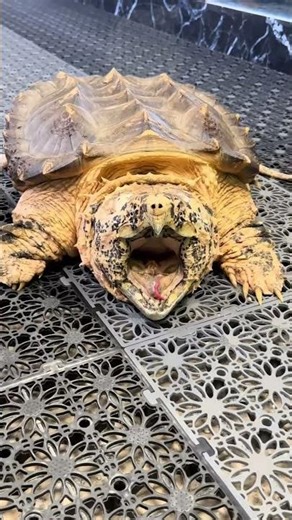 I Caught a GIANT Alligator Snapping Turtle in the Wild! #turtlewatching #animal