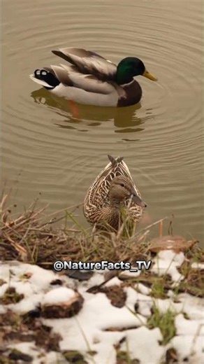 Why Ducks Don’t Get Wet 🦆 | Nature’s Waterproof Trick (Mind-Blowing!)