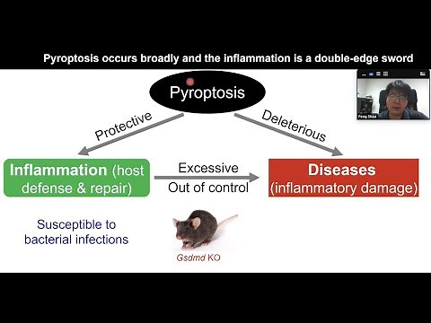 Pyroptosis in antibacterial & antitumor immunity by Dr. Feng Shao