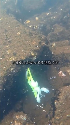 [Beginner’s Guide] Shore Octopus Fishing #OctopusFishing