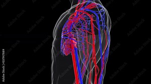 Rotating model of the human circulatory system from head to toe. 3d rendering blood vessels. The medical background, computer generated.