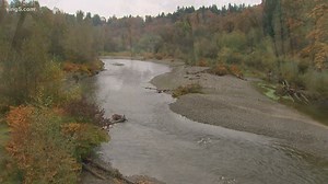 Pilchuck River is 5 degrees too warm and threatening salmon runs