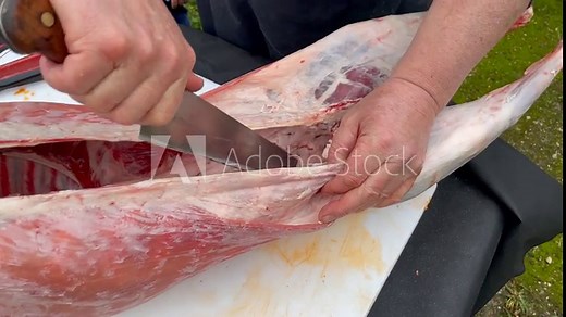 Traditional Argentinian asado, lamb for preparation slow-cooked over a wood fire and brushed with a spicy chimichurri sauce, Patagonia, Argentina, France, High quality FullHD footage