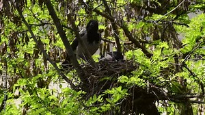 Close-up of a female crow Corvus cornix caring for spring chicks in a nest for acacia Robinia pseudoacacia in a foothill park in the North Caucasus Stock Video