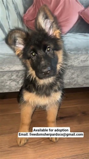 5 weeks old pup available for adoption ♥️ pure breed German shepherds