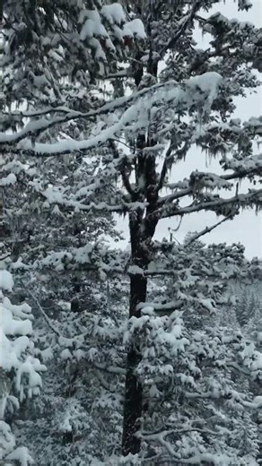 Flight Vlog #15 - Flying around the snow covered forest - DJI NEO2