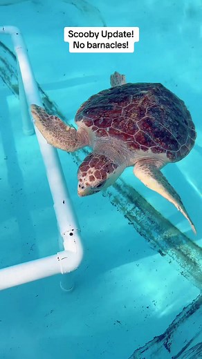 Scooby Update! Scooby, a juvenile loggerhead sea turtle is barnacle free and looking fabulous! Scooby is responding well to treatment at The Turtle Hospital ans will soon be considered for release! Thank you for all the libe and support for Scooby 🐢❤️‍🩹😊! #rescuerehabrelease #seaturtle #seaturtlelove #loggerhead #barnacles #seaturtlerescue #thankyouforyoursupport #compassioniscontagious @The Florida Keys @TurtleBette
