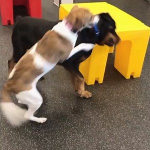 11 reactions | Make Dogtopia your pup’s go-to summer destination! Our state-of-the-art facilities have everything your dog needs to stay active and happy, while our climate-controlled playrooms are the perfect escape from the summer heat. | Dogtopia | Facebook