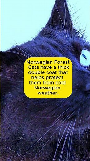 Norwegian Forest Cat Facts 🐱🌲 | Fluffy Giant from Norway