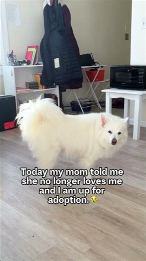 Cute Dog Upset About Not Getting Second Dinner #dogparents #eskie #americaneskimo