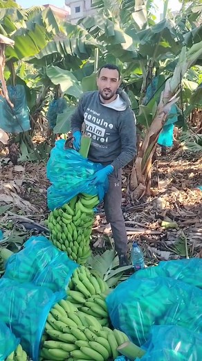 مؤسسة نحولي للزراعة: فوائد الموز الذهبي