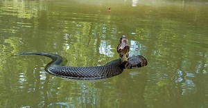 These Snakes Thrive Along the Mighty Mississippi River