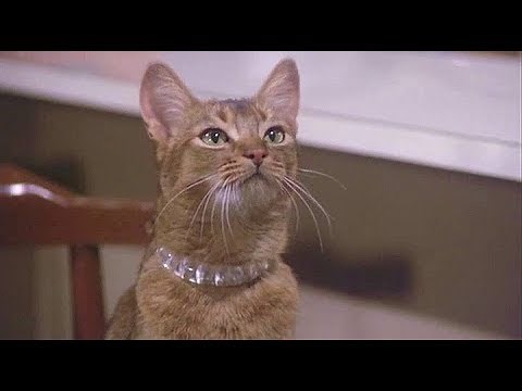 The Cat From Outer Space (1978) - Jake levitates Frank (extended clip)