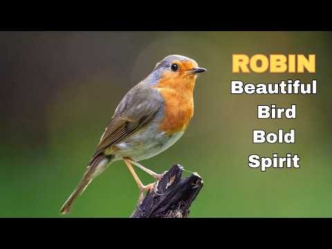 Robin | Why Robins Are Nature's Favorite Songbirds | Robin Bird Nature's Little Singer #robin #birds