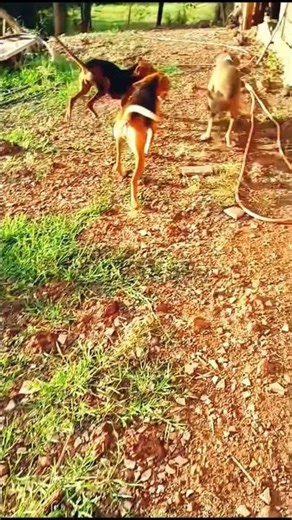 best hunting dogs for big game, Italian pointer dogs,.. #animals #huntingdogs #wildlife #puppy #zoo