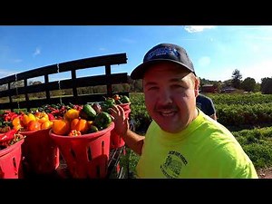 Helping our local farmers and late season vegetable harvest.