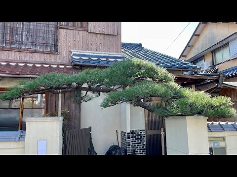 [庭仕事］松 門かぶり剪定 葉刈りして扇型に仕立てます
