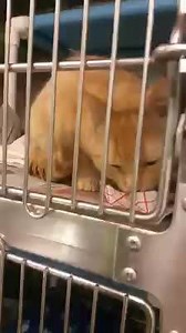 JACKSON - ID #A145510 Male / 1 year Cage # A624 Stray (found at 4100 block of W. 25th Place) Intake: 3/29 Out Date: 4/3 Jackson is a friendly cat that was so tired he couldn't keep his eyes open.. He is a very light orange with white rings at the end of this tail. It was noted that there is a vet check regarding a upper shoulder issue. | CACC Cats