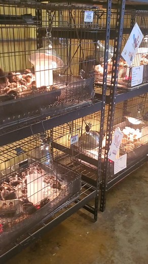 Chicks! Come Get 'em Now! #feedstore #chickens #shoplocal | St. Elmo Feed & Seed