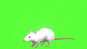 Rat Looking on Green Screen
