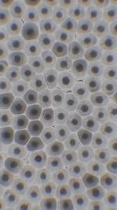 La mitosis es el proceso mediante el cual una célula madre se divide para formar dos células hijas genéticamente idénticas, cada una con el mismo número de cromosomas que la célula original. Es fundamental para el crecimiento, la reparación de tejidos y la reproducción asexual en organismos eucariotas. La mitosis consta de cinco fases principales: 1. Interfase (fase previa a la mitosis) Aunque no es parte de la mitosis como tal, en esta fase la célula crece, replica su ADN y se prepara para divi