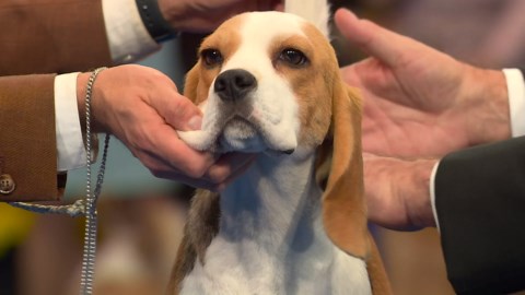 2025 NDS: Beagle (13-inch)