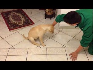 labrador cucciolo addestramento