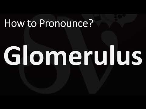How to Pronounce Glomerulus? (CORRECTLY)