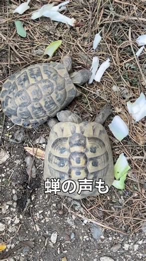 【南仏ニースだより】旅行に出かけた友人からカメの飼育を頼まれた#海外生活 #フランス生活 #海外移住#フランス#ニース#Nice#南仏#コートダジュール#プロヴァンス#亀#カメ