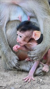 13K views · 534 reactions | Newborn fully protected while feeding in mom’s arms | Alien TV | Facebook