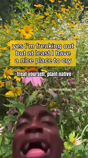 Give yourself a native garden where you can recharge, reconnect with nature, and let out all those big feelings. 😭 We have tools to help you get started. #HomegrownNationalPark #PlantNative | Homegrown National Park