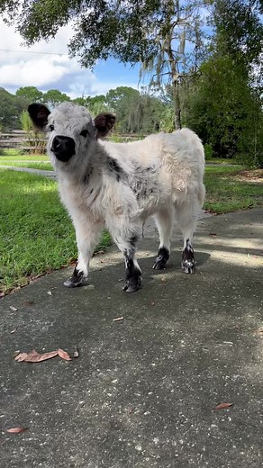 Adorable Baby Moo: Cute Calves on the Farm